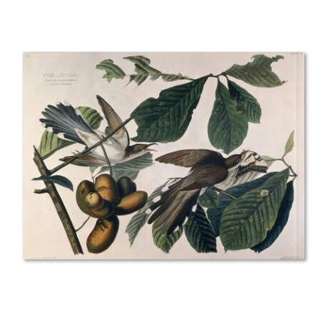 Trademark Fine Art John James Audubon 'Yellow-Billed Cuckoo' Canvas Art, 14x19 BL01306-C1419GG